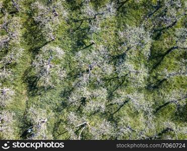 A garden with flowering trees a spring sunny day. Kiev, Ukraine. Aerial view. Top view of a blooming spring garden. Photo from the drone
