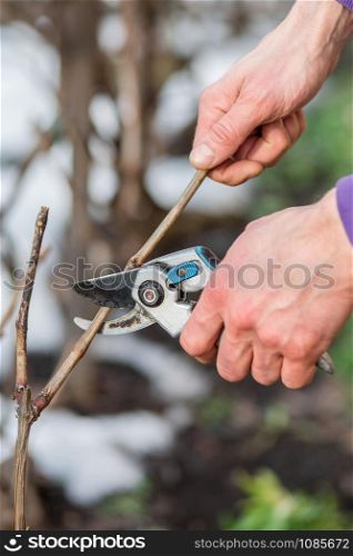 A gardener man cuts branches of bushes and trees in his garden. Spring garden work on the care of trees and plants.. A gardener man cuts branches of bushes and trees in his garden.