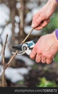 A gardener man cuts branches of bushes and trees in his garden. Spring garden work on the care of trees and plants.. A gardener man cuts branches of bushes and trees in his garden.
