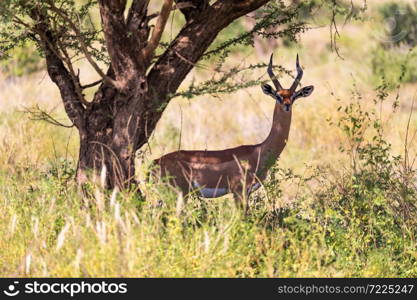 A Gazelle Gerenuk in the savannah of Kenya. The Gazelle Gerenuk in the savannah of Kenya