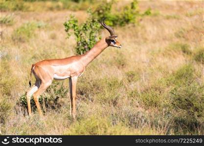 A Gazelle Gerenuk in the savannah of Kenya. The Gazelle Gerenuk in the savannah of Kenya