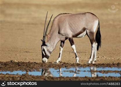 A gemsbok antelope (Oryx gazella) at a waterhole, Kalahari desert, South Africa