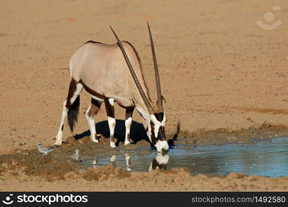 A gemsbok antelope (Oryx gazella) drinking water, Kalahari desert, South Africa