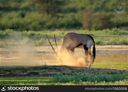 A gemsbok antelope (Oryx gazella) in dust at sunrise, Kalahari desert, South Africa