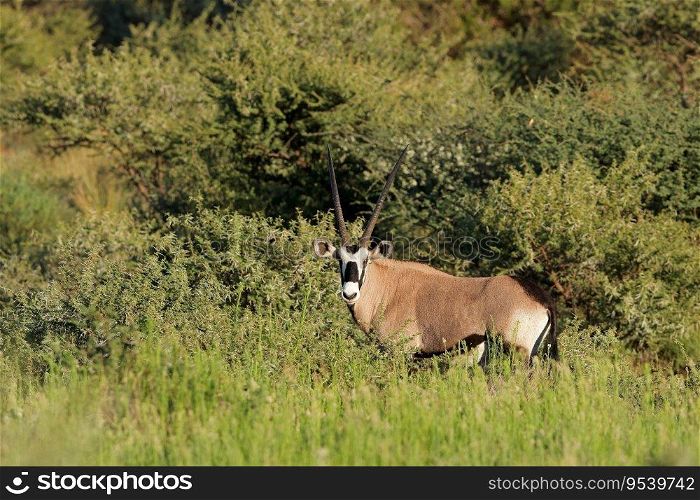 A gemsbok antelope (Oryx gazella) in natural habitat, Mokala National Park, South Africa
