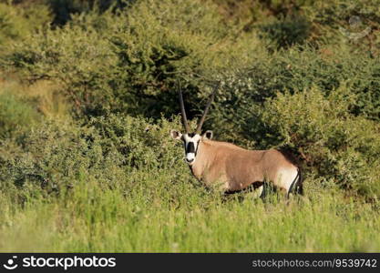 A gemsbok antelope (Oryx gazella) in natural habitat, Mokala National Park, South Africa
