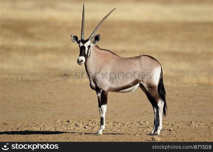 A gemsbok antelope (Oryx gazella), Kalahari desert, South Africa