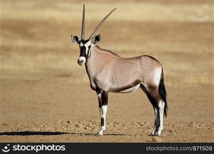 A gemsbok antelope (Oryx gazella), Kalahari desert, South Africa
