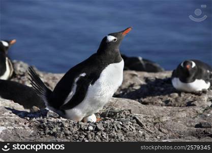 A Gentoo Penguin (Pygoscelis papua) colony in Antarctica