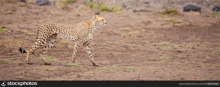 a gepard in the savannah of Kenya