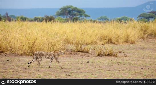 a gepard is going in the grassland in Kenya