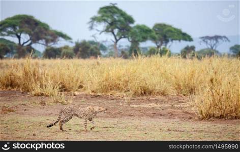 a gepard is running in the grassland in Kenya