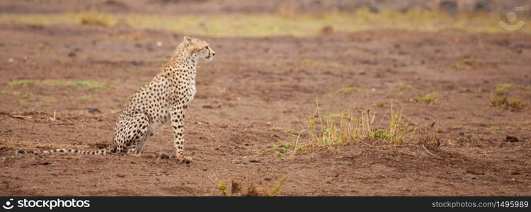 a gepard is sitting, safari in Kenya