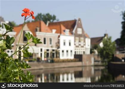 A geranium, or cranesbill (Geranium macrorrhizum) with the old fishermans village of Spaarndam as backdrop