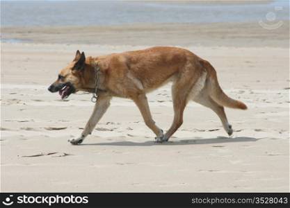 A German shepherd dog runs along the beach