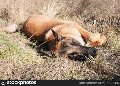 A german shepherd laying down