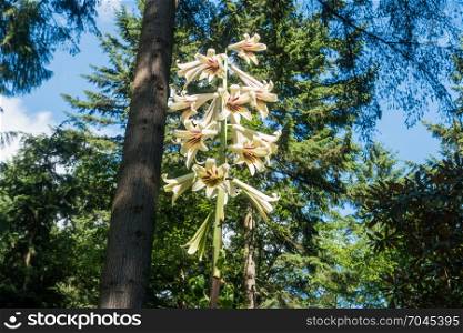 A Giant Himalayan Lily grows tall at the Rhododendron Species Botanical Garden.