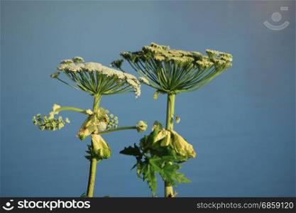 A giant hogweed in a clear blue sky