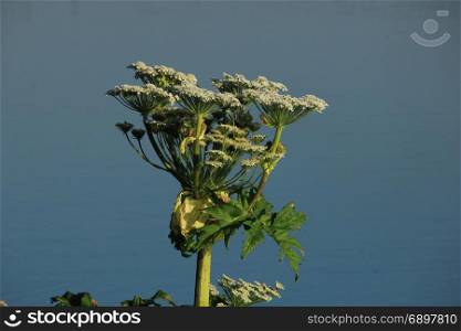 A giant hogweed in a clear blue sky