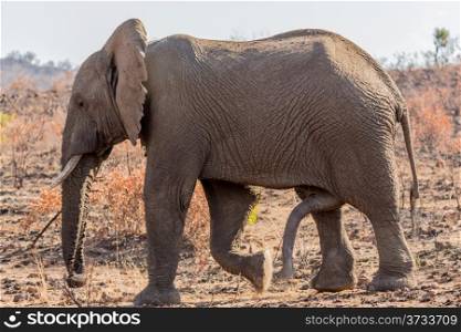 A giant male elephant walking in the grass lands of South Africa&rsquo;s Pilanesberg National Park