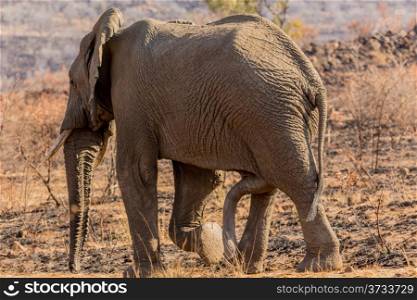 A giant male elephant walking in the grass lands of South Africa&rsquo;s Pilanesberg National Park