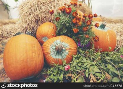 A giant pumpkin sits on the grass at a local produce farm. In the background is a farm wagon loaded with pumpkins and gourds