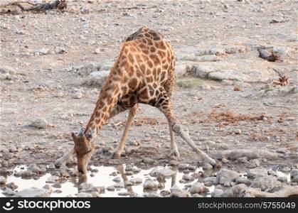 A giraffe at a waterhole in Namibia Etosha National Park has to stretch his long legs to reach the water with his long neck.