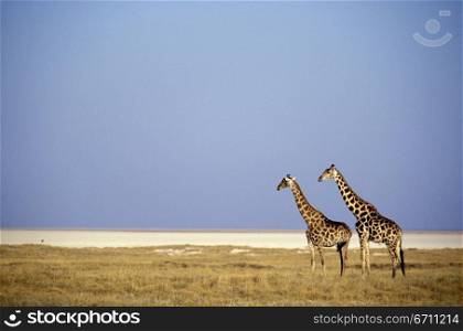 A giraffe couple walking through the grasslands of the Etosha National Park, in Namibia