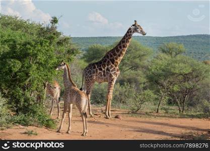 A Giraffe family at the Mokolodi Nature Reserve in Botswana