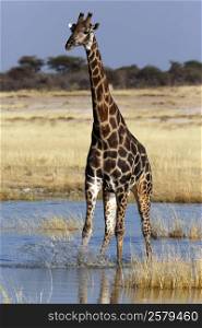 A Giraffe (Giraffa camelopardalis) at a waterhole in Etosha National Park in Namibia