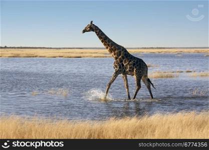 A Giraffe (Giraffa camelopardalis) crossing a flooded salt pan in Etosha National Park in Namibia.