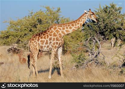 A giraffe (Giraffa camelopardalis) feeding on a tree, Etosha National Park, Namibia