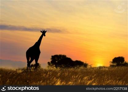 A giraffe (Giraffa camelopardalis) in scenic landscape at sunset, South Africa