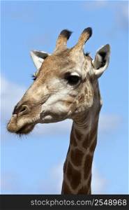 A Giraffe (Giraffa camelopardalis) in the Savuti region of northern Botswana