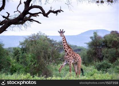 A giraffe is walking in the savannah between the plants. Giraffe is walking in the savannah between the plants