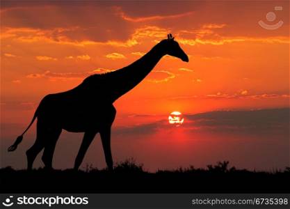 A giraffe silhouetted against a dramatic sunset with clouds, South Africa