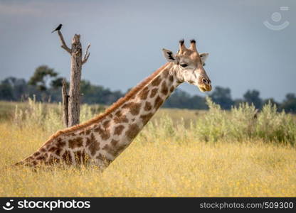 A Giraffe sitting in the grass in the Okavango Delta, Botswana.