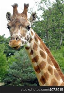 A giraffe standing in a safari park.