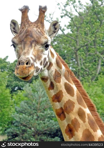 A giraffe standing in a safari park.