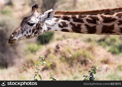 A giraffe stretches it's neck on the savanna in Ngorongoro Crater in Tanzania