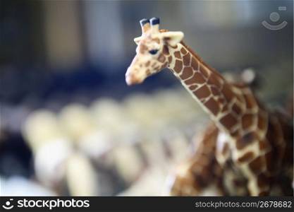 a giraffe toy