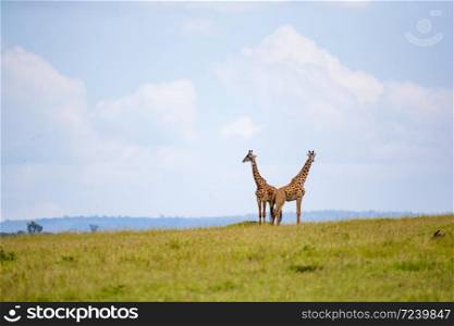 A giraffes run through the grass landscape in Kenya. Giraffes run through the grass landscape in Kenya