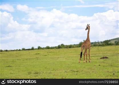A giraffes run through the grass landscape in Kenya. Giraffes run through the grass landscape in Kenya