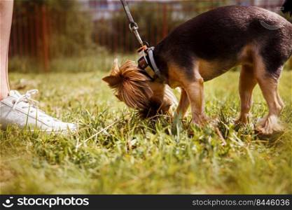 a girl is walking with a dog in the park. Yorkshire Terrier
