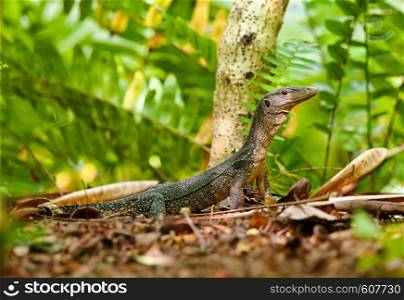 a goanna lizard walks along through the undergrowth