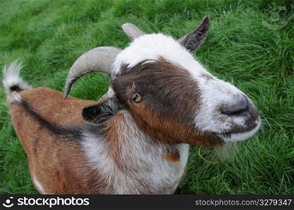 A goat.