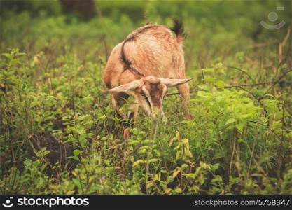 A goat is grazing in a field