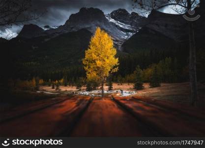 A golden Autumn tree along the shores of Quarry Lake Park in Canmore, Canada during a late September evening.