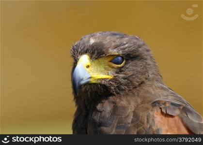 A golden eagle on a brown background.