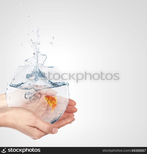 A Golden Fish In A Bowl. Illustration with goldfish in aquarium on white background